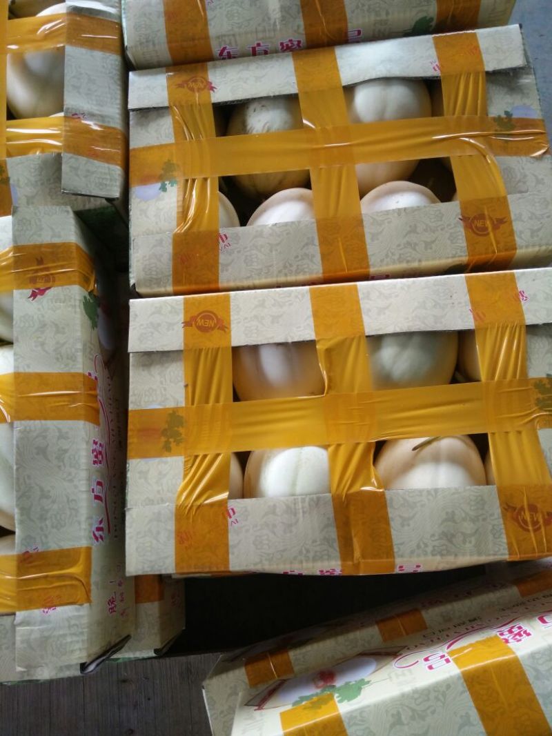 东方蜜1号甜瓜精品1斤以上