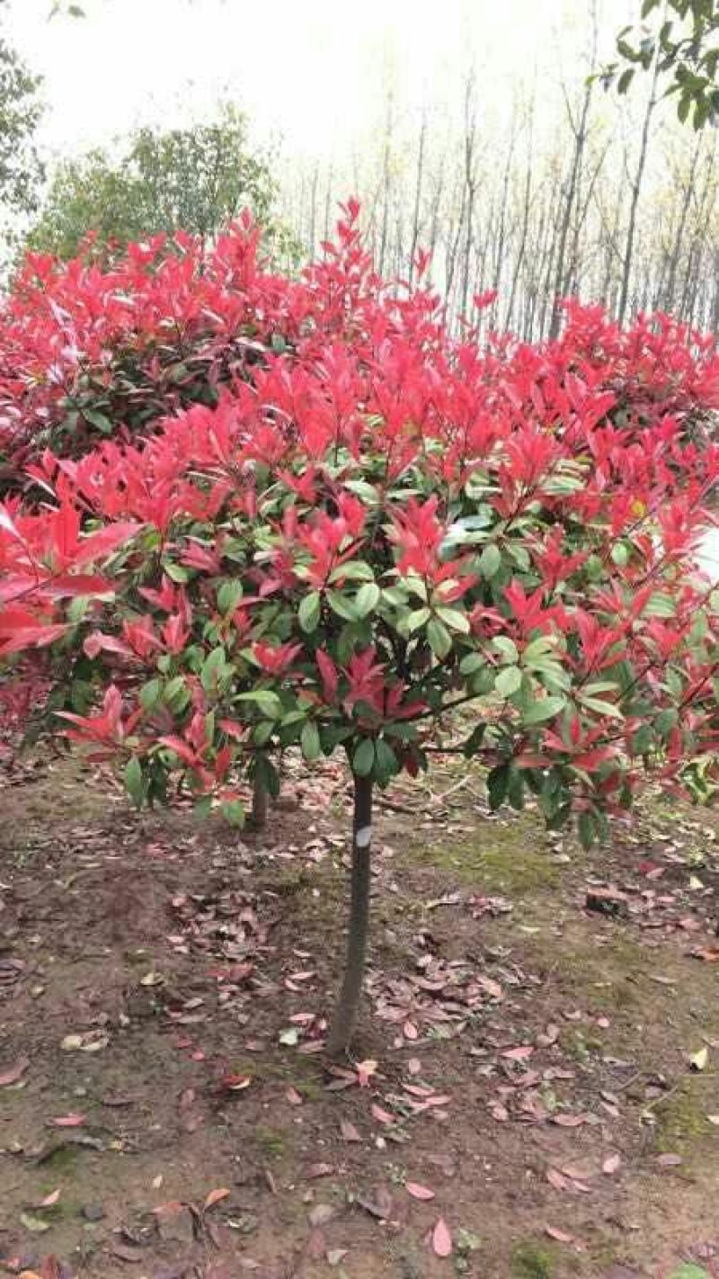 南京石楠，红叶石楠2~4cm4cm以下1.5~2米