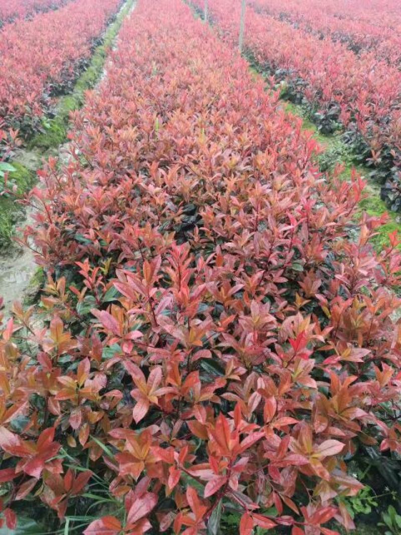 南京石楠，红叶石楠2~4cm4cm以下1.5~2米