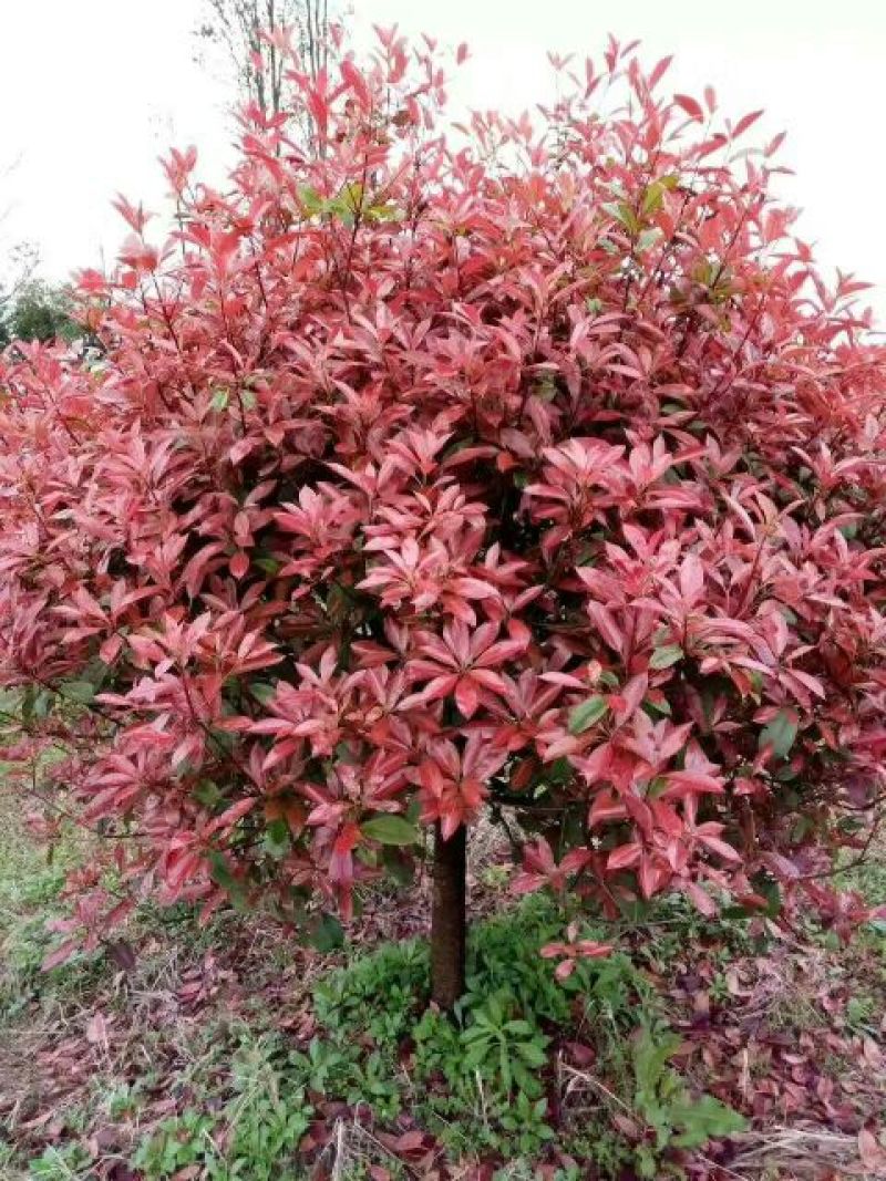 南京石楠，红叶石楠2~4cm4cm以下1.5~2米