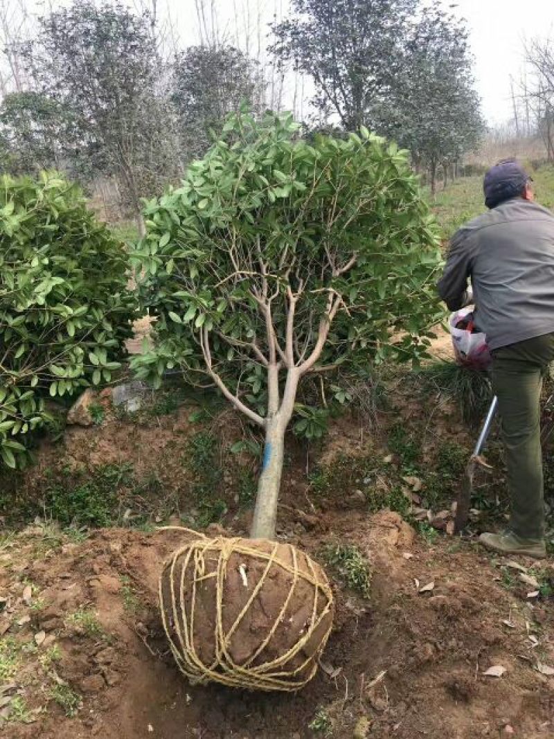 江苏桂花，南京桂花树1~2米4~6cm1.5~2米