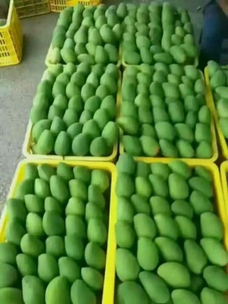 台农芒2两以上