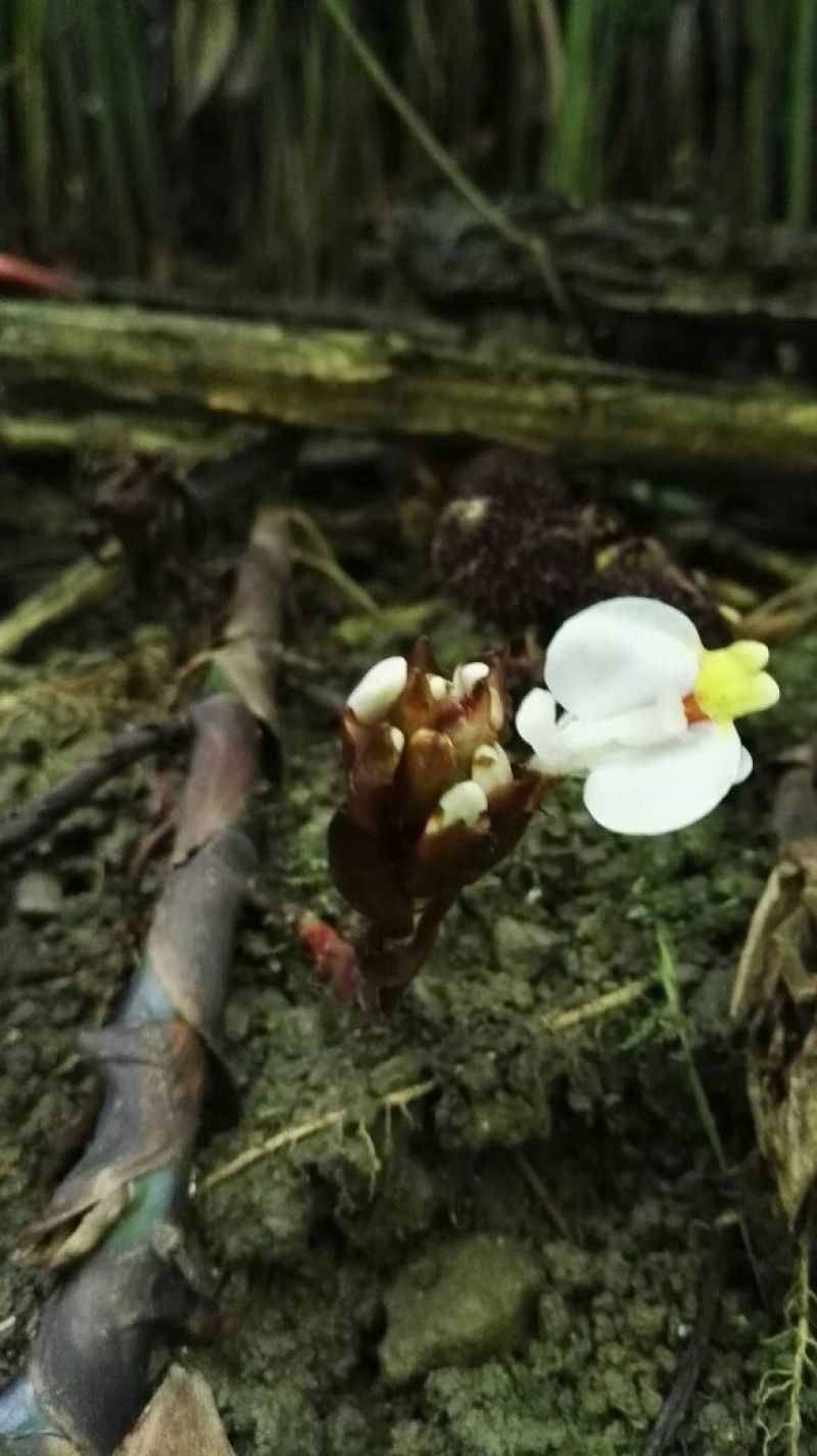 阳春砂仁种子阳春砂仁苗，果