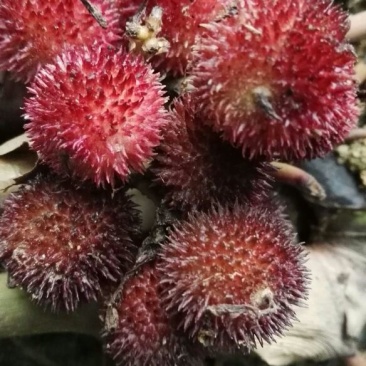 阳春砂仁种子阳春砂仁苗，果