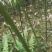 阳春砂仁种子阳春砂仁苗，果