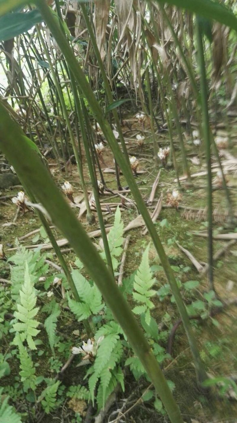 阳春砂仁种子阳春砂仁苗，果
