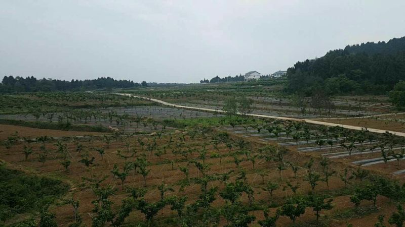 黄金梨光果200~350g
