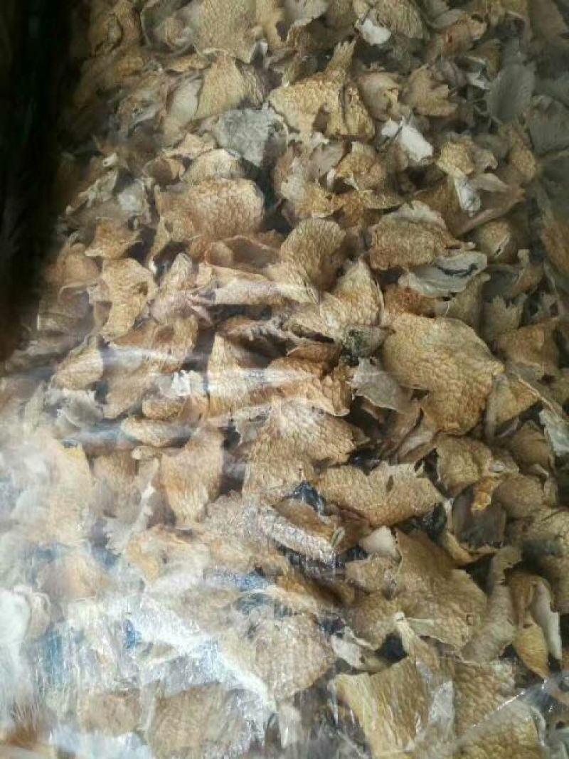 长裙竹荪特级