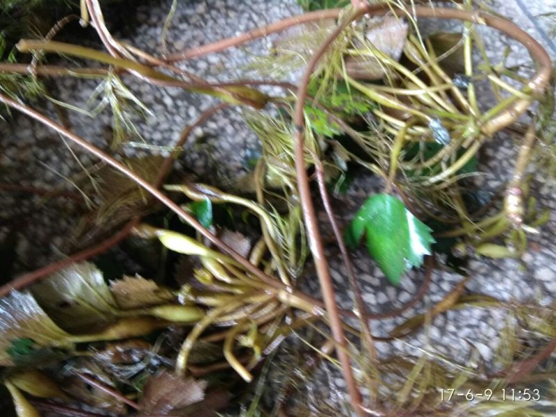 菱角野菱