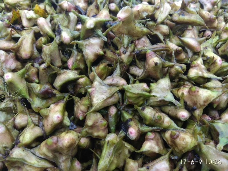 菱角野菱