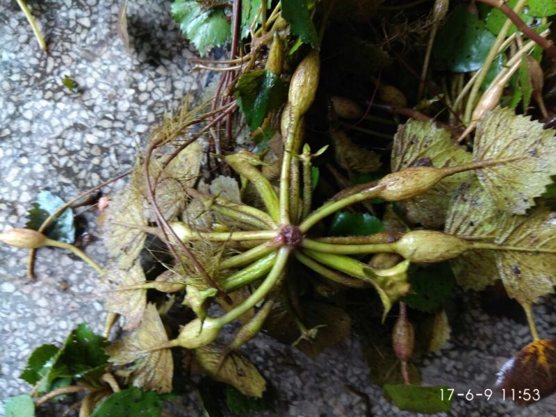 菱角野菱