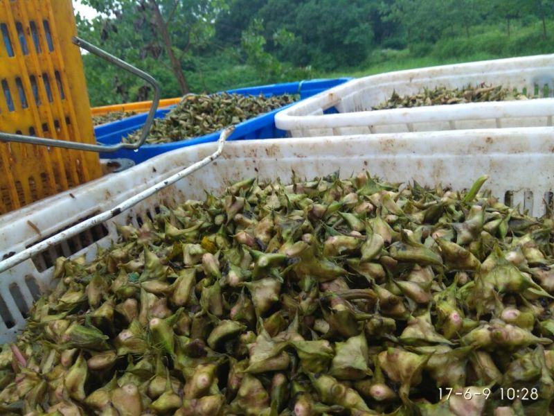菱角野菱