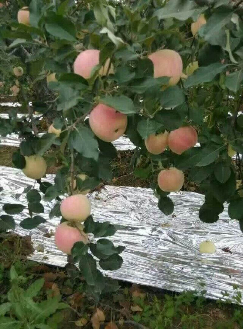 红富士苹果80mm以上膜袋
