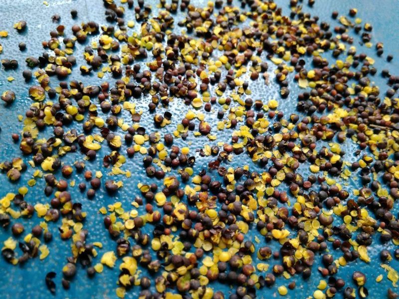 油菜籽2026年四川绵阳本地油菜高含油高介酸欢迎联系