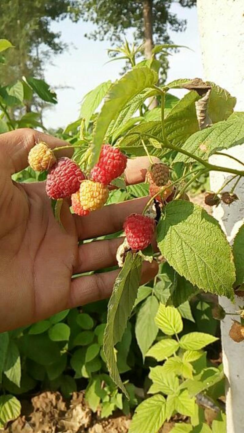 树莓红树莓鲜果冻果，覆盆子，黄金水果，生命果