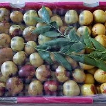 大枣，金丝枣，红枣，青枣