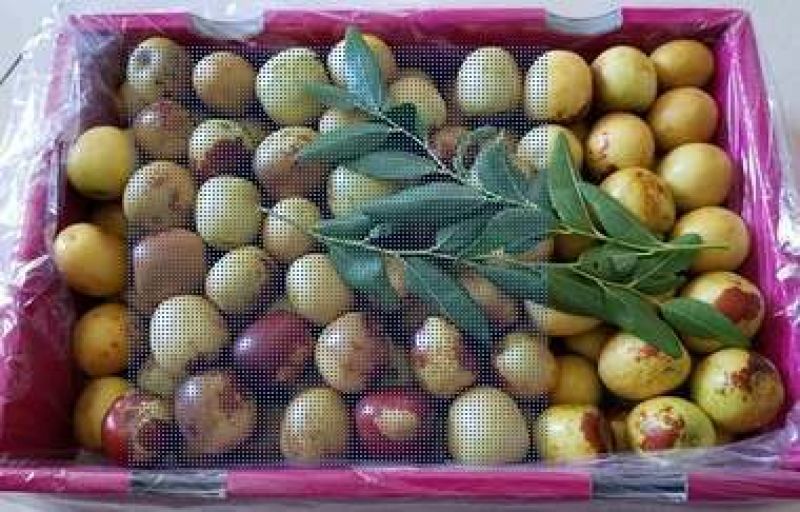 大枣，金丝枣，红枣，青枣