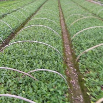 茶叶树苗
