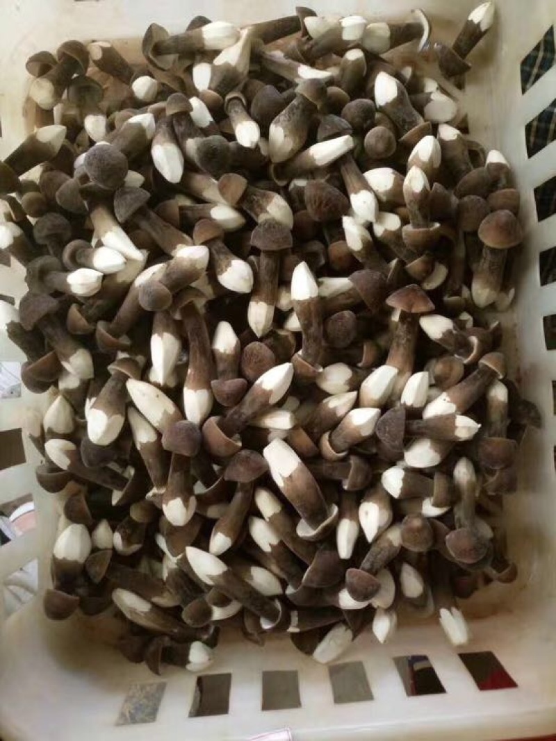 基地直供黑皮鸡枞鲜货菌棒菌包LSJ7890种植栽培