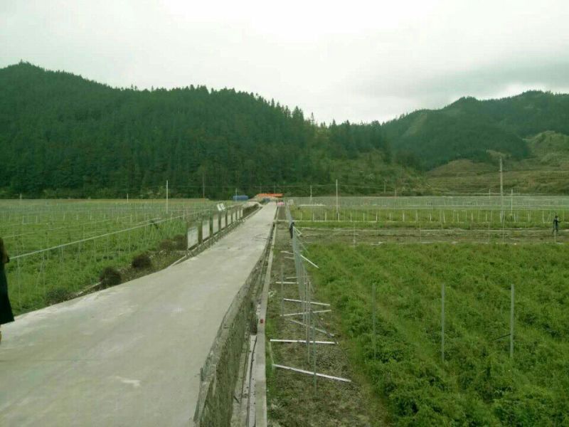 八月瓜苗三年以上苗。明年挂果
