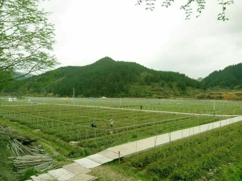 八月瓜苗三年以上苗。明年挂果