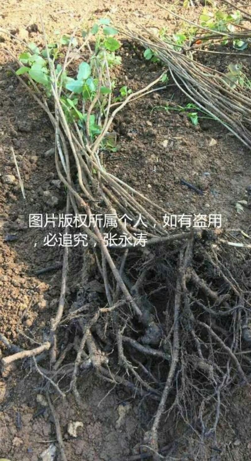八月瓜苗三年以上苗。明年挂果