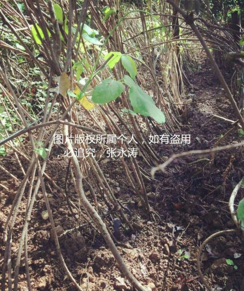 八月瓜苗三年以上苗。明年挂果
