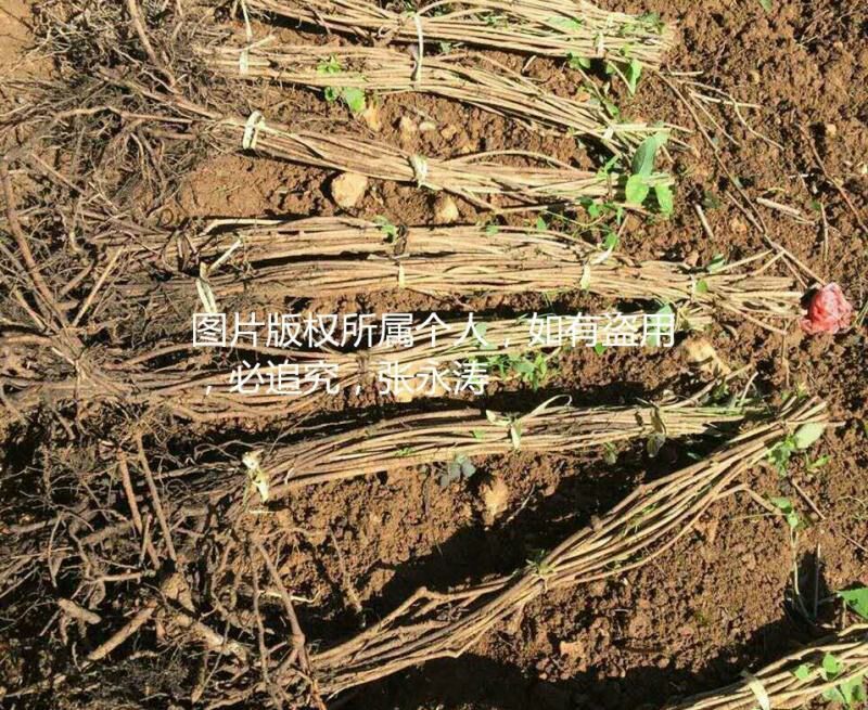八月瓜苗三年以上苗。明年挂果