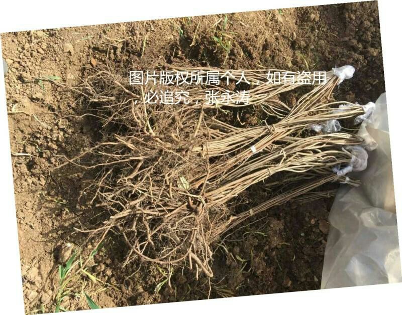 八月瓜苗三年以上苗。明年挂果