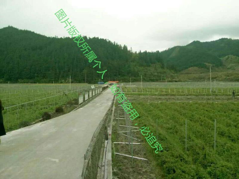 八月瓜苗三年以上苗。明年挂果