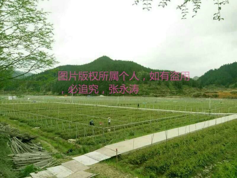 八月瓜苗三年以上苗。明年挂果