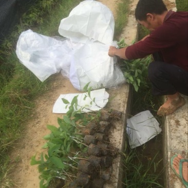 释迦苗凤梨释迦小杯榴莲释迦30-50CM