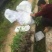 释迦苗凤梨释迦小杯榴莲释迦30-50CM