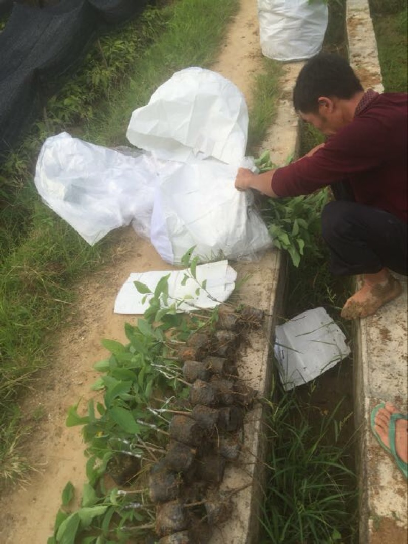 释迦苗凤梨释迦小杯榴莲释迦30-50CM