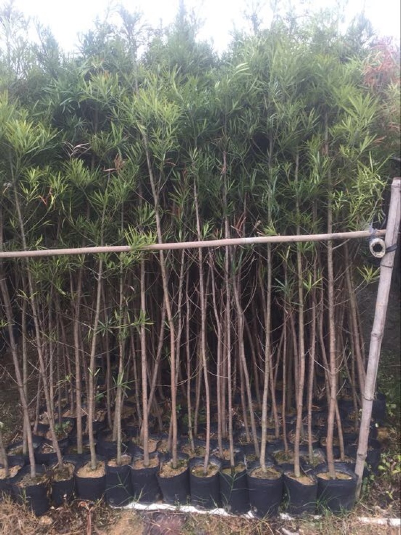 罗汉松盆景罗汉松袋