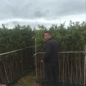 罗汉松盆景罗汉松袋