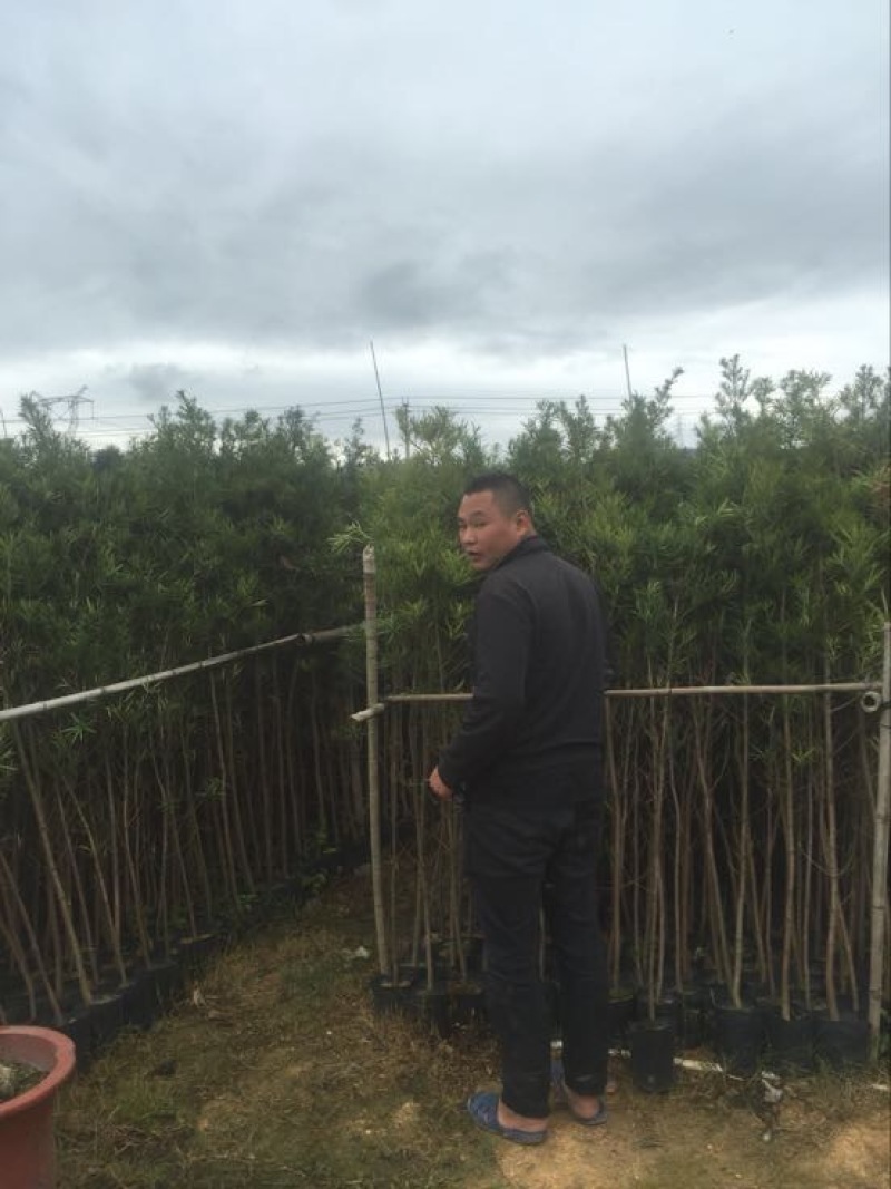 罗汉松盆景罗汉松袋