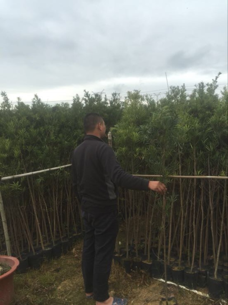 罗汉松盆景罗汉松袋