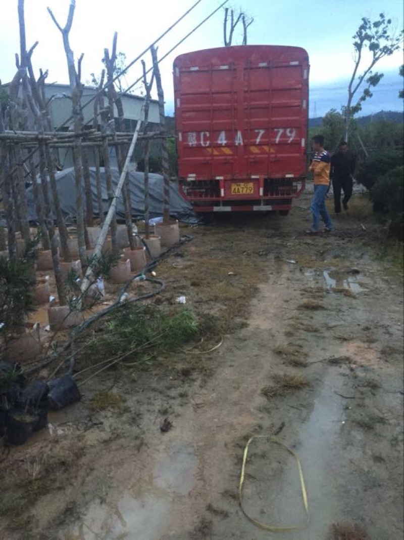 罗汉松盆景罗汉松袋
