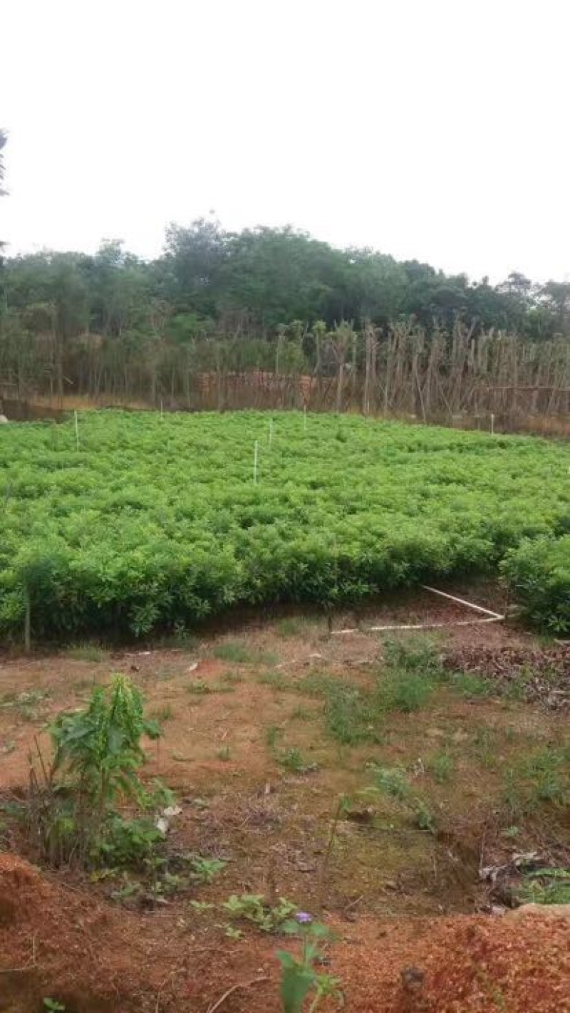 杨梅苗嫁接东魁杨梅杯苗杯苗40-60CM