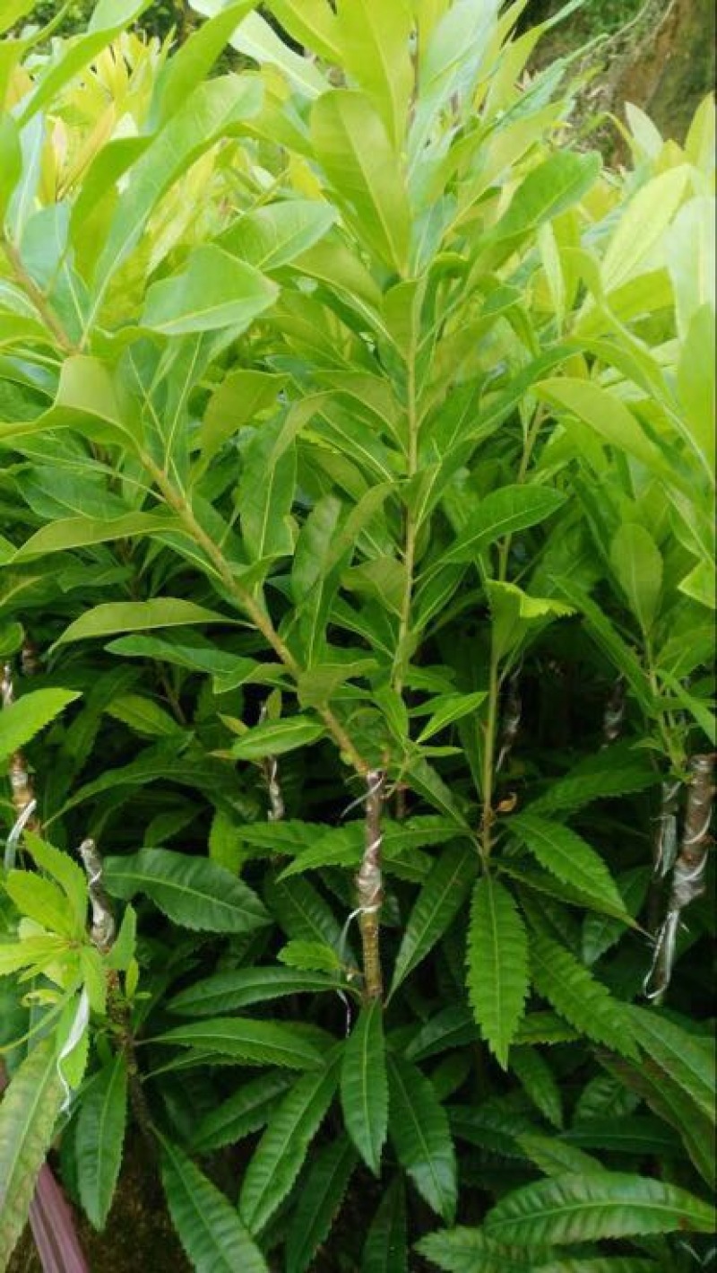 杨梅苗嫁接东魁杨梅杯苗杯苗40-60CM