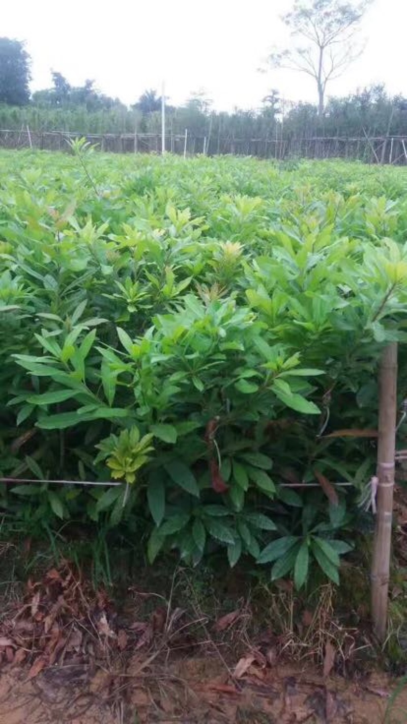 杨梅苗嫁接东魁杨梅杯苗杯苗40-60CM