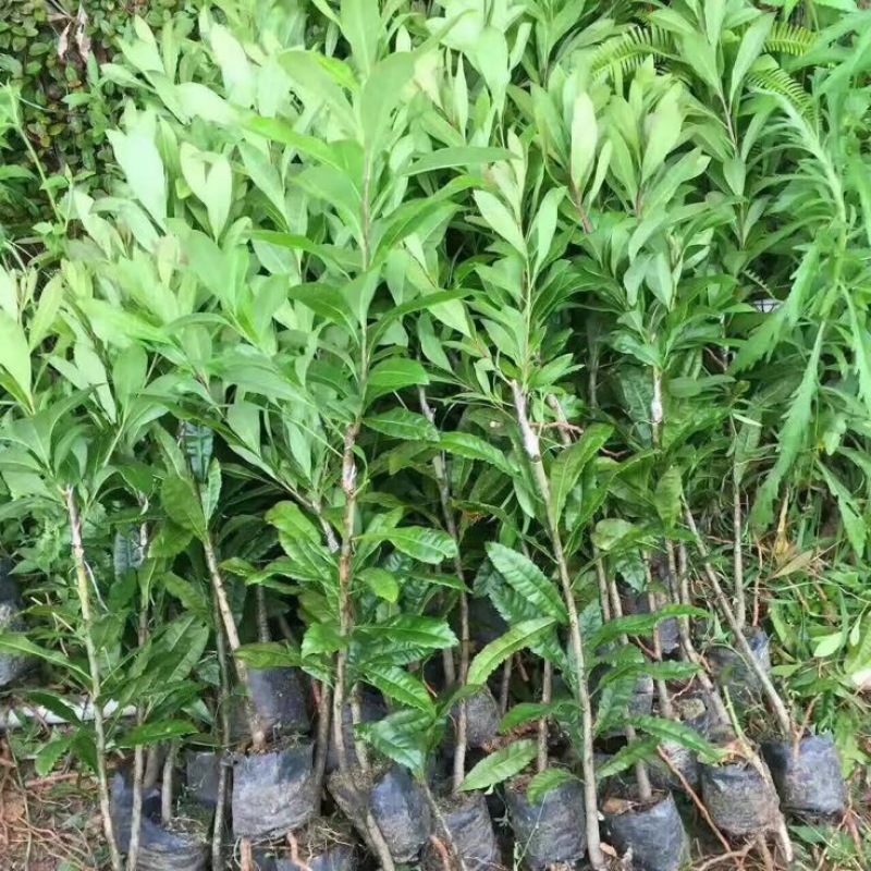 杨梅苗嫁接东魁杨梅杯苗杯苗40-60CM
