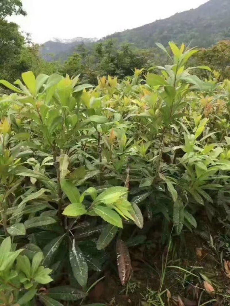 杨梅苗嫁接东魁杨梅杯苗杯苗40-60CM