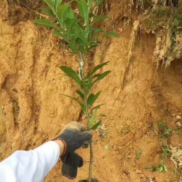 杨梅苗嫁接东魁杨梅杯苗杯苗40-60CM