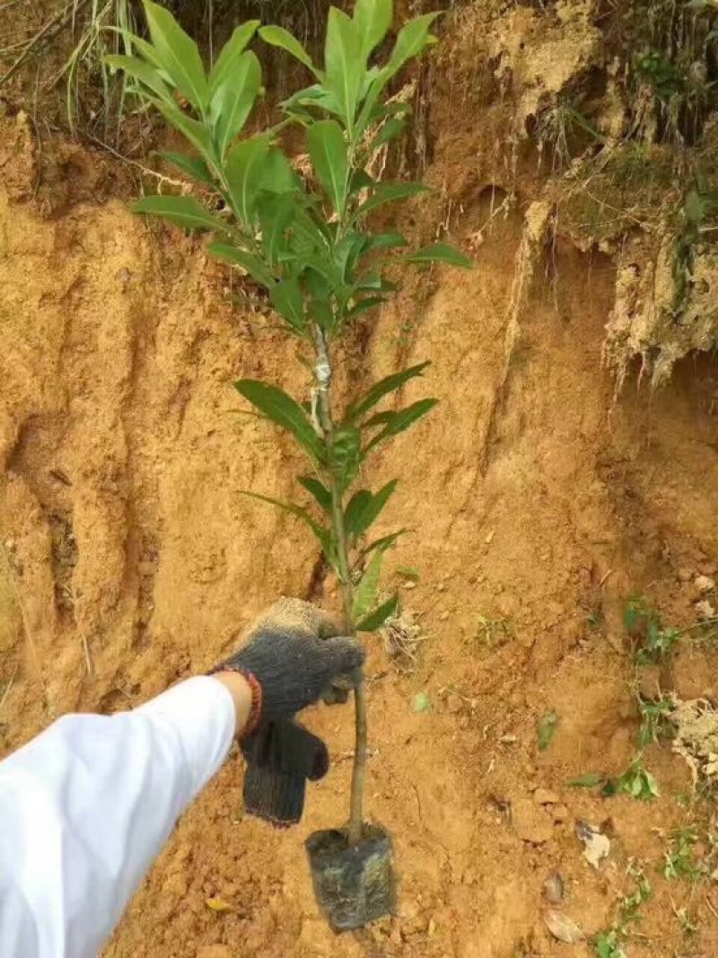 杨梅苗嫁接东魁杨梅杯苗杯苗40-60CM
