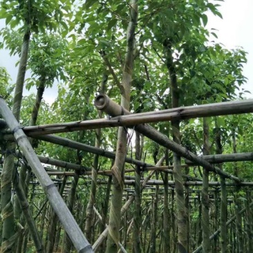 香樟袋苗3-30CM