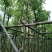 香樟袋苗3-30CM
