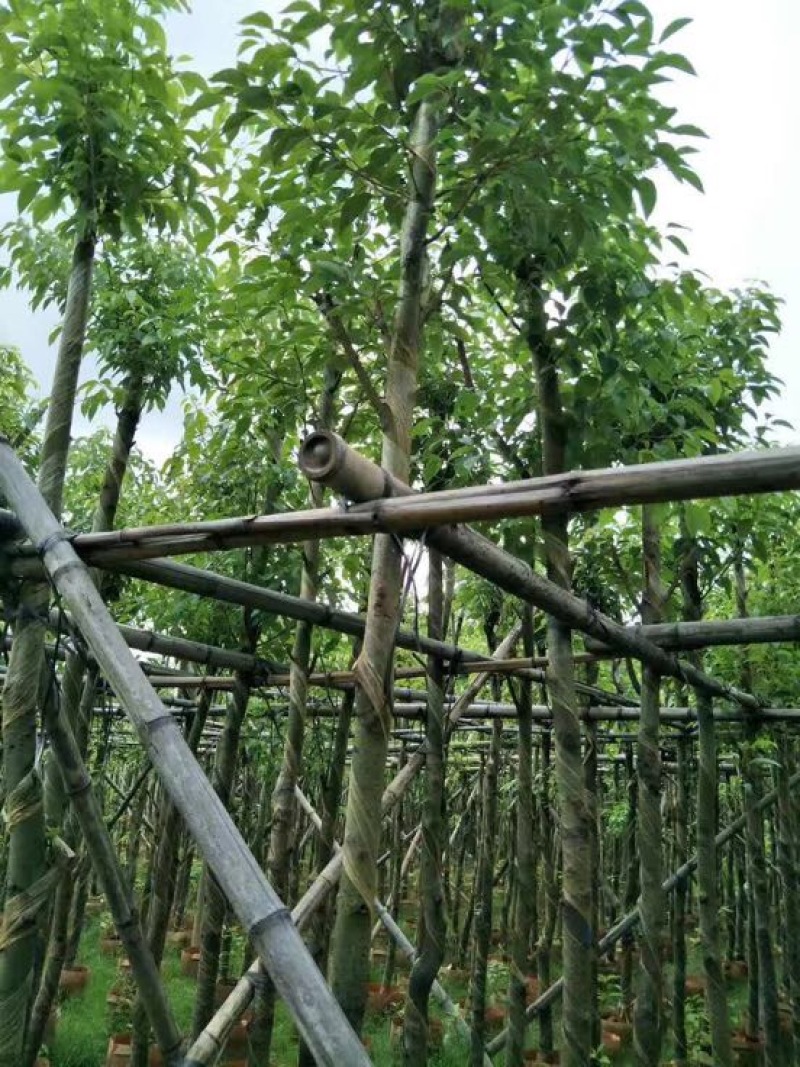 香樟袋苗3-30CM