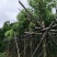 香樟袋苗3-30CM